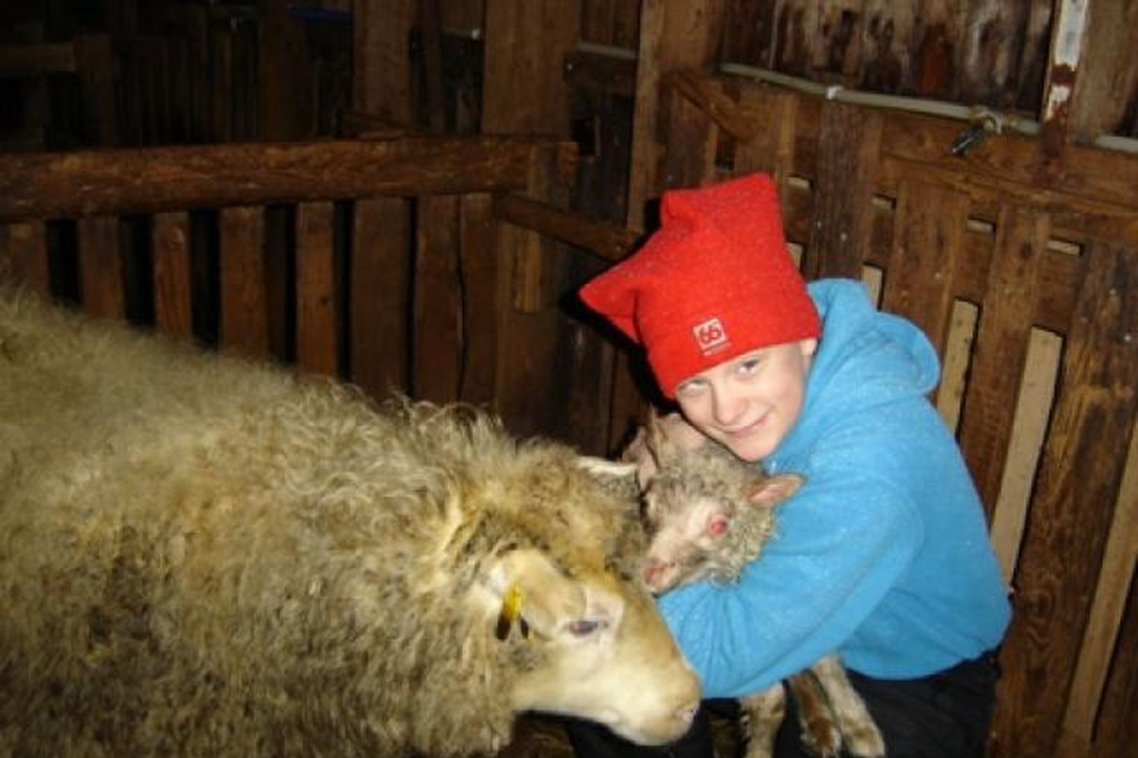 Heimasætan Júlíana og ærin Gyðja með lambhrútinn