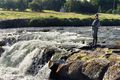 Elliðaárnar Veiðikona egnir fyrir laxinn í Sjávarfossi í Elliðaánum, þar sem mikil ásókn er í veiðileyfi.