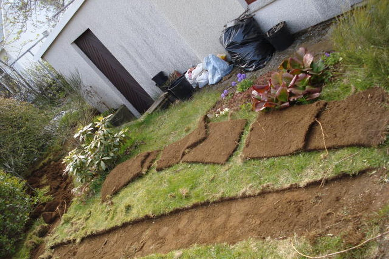 Í bakgarði hússins voru fjórir verkamenn að grafa sundur garðinn …