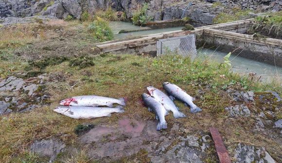 Ekkert lát á göngu strokulaxa í árnar