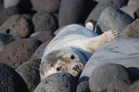 The seal is suffering from shortage of breath as a blue rope has become tangled around her neck.
