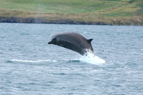 One of the bottlenose whales spotted in Akureyri, North Iceland.