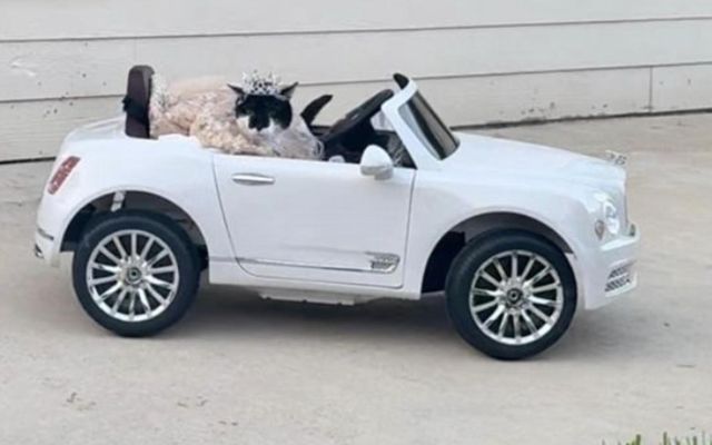 Læðan Holly tók sig vel út í fjarstýrðum Bentley í veislunni.