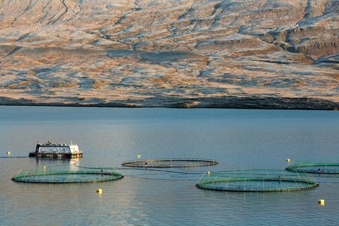 Kaldvík gerir ráð fyrir að slátra um 15 þúsund tonnum af laxi upp úr kvíum …