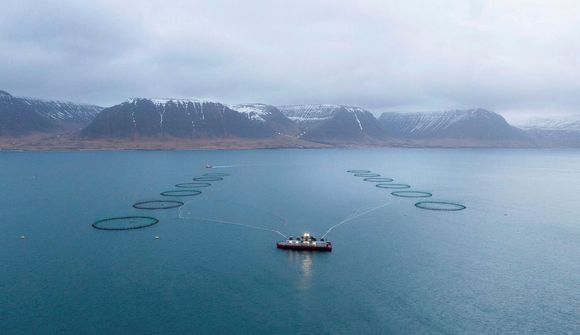 Greiða 500 milljónir í sértæka skatta