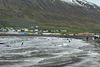 Tugir grindhvala strand í Ólafsfirði