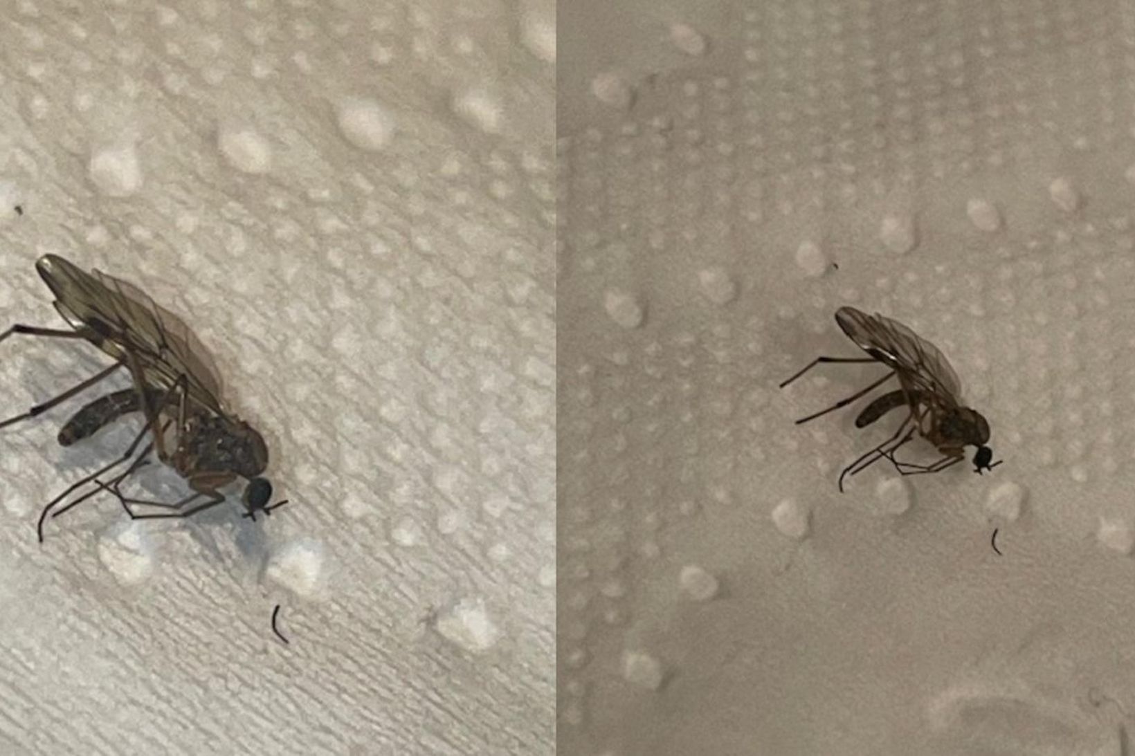 Meintar moskítóflugur herja á Kópavog