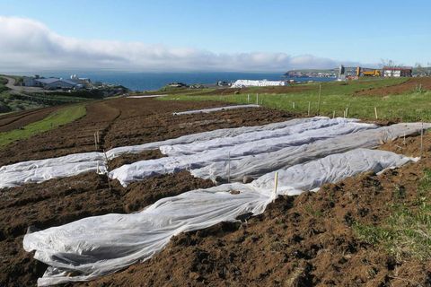 In Húsavík, potato fields have been plowed by the municipality.