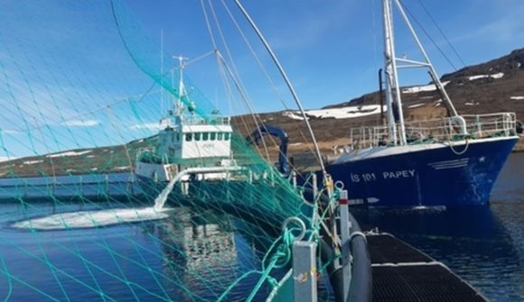 Fyrstu seiðin í kví Háafells í Skötufirði