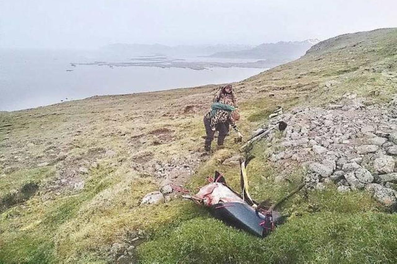 Tarfur Daníels tilbúinn fyrir flutning niður fjallið.