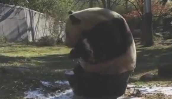 Panda fagnar páskabaði