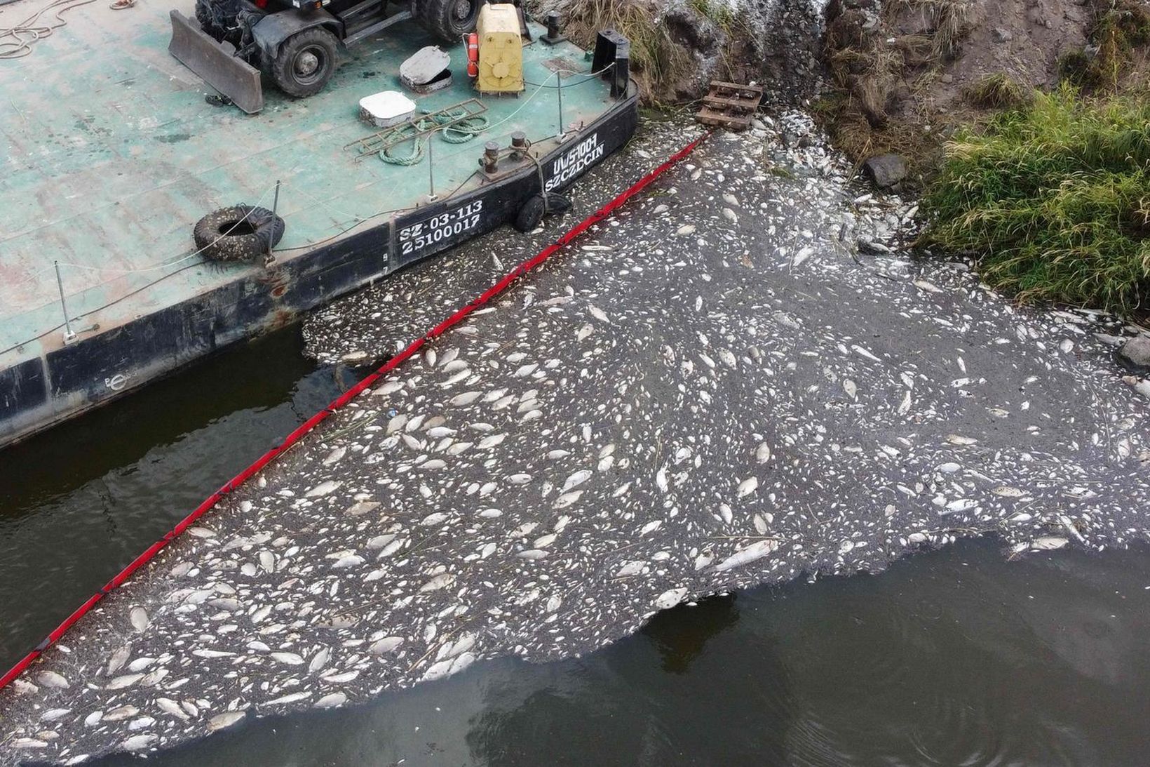 Yfir 100 tonn af fiski hafa drepist í Oder-ánni vegna …
