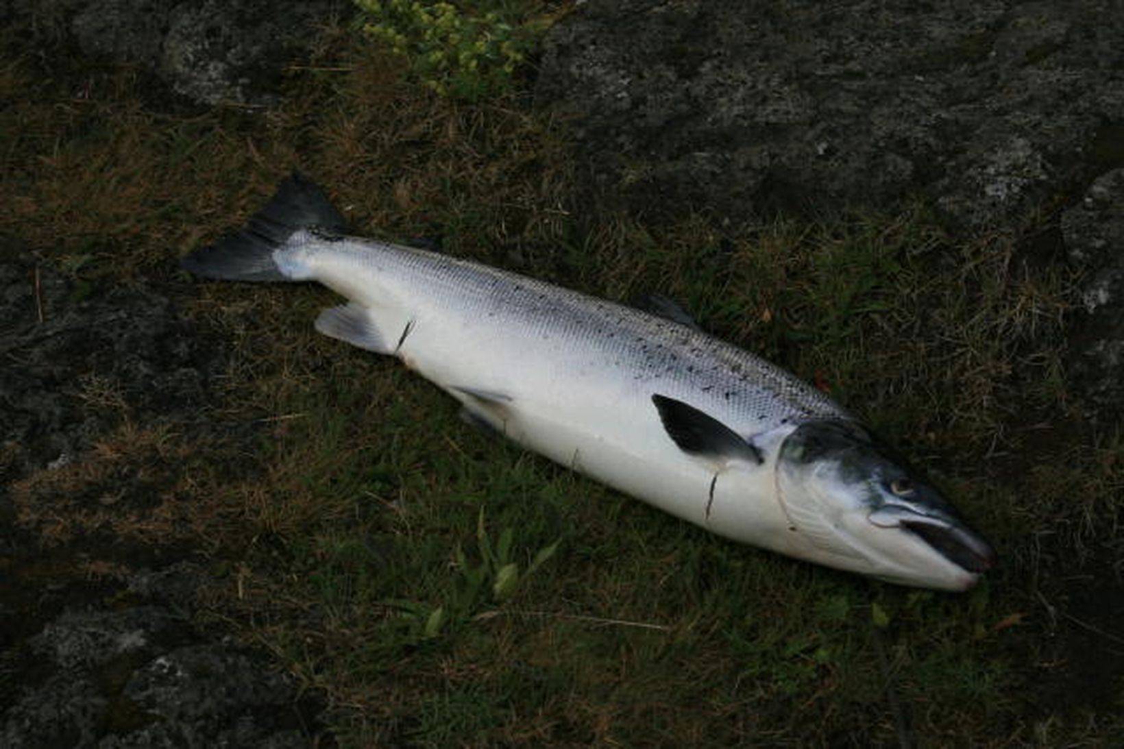 Nýgengin lax úr Elliðaánum. Þessi kom úr ánni í opnun.