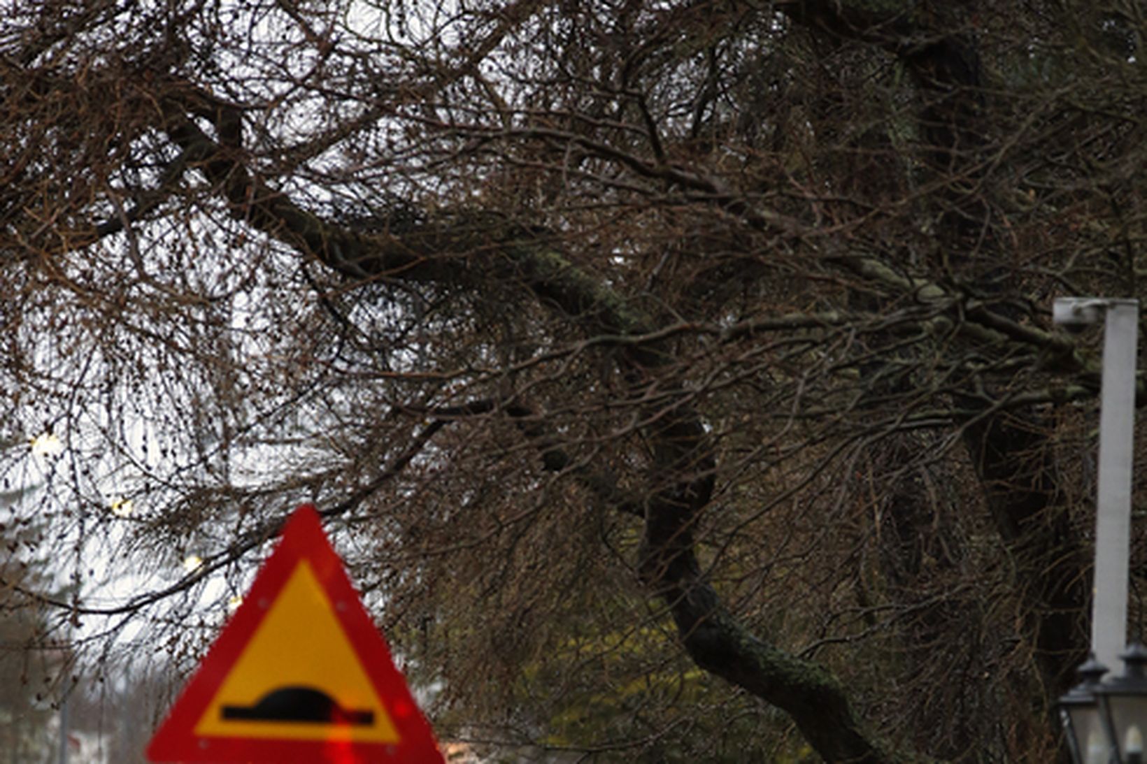 Víðast er trjágróður til prýði og ánægju, en þegar hann …