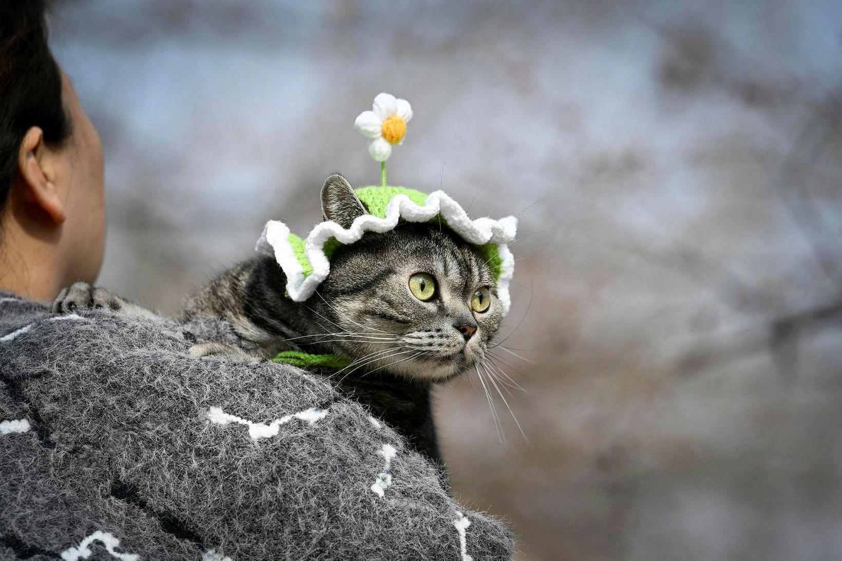 Vita nú hvers vegna kettir klára ekki matinn sinn