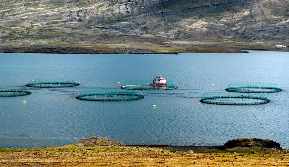 Verð á eldislaxi mun hærra en í fyrra