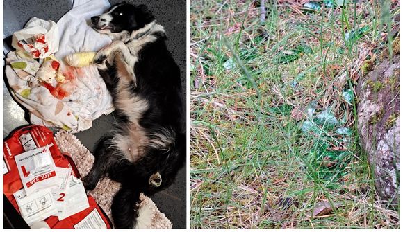 Skarst illa á glerbrotum sem lágu í grasinu