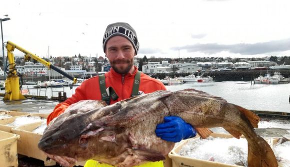 „Fullt af vænum þorski vel innan við hafnarmynnið“