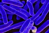 Five New Cases of E. Coli Infection