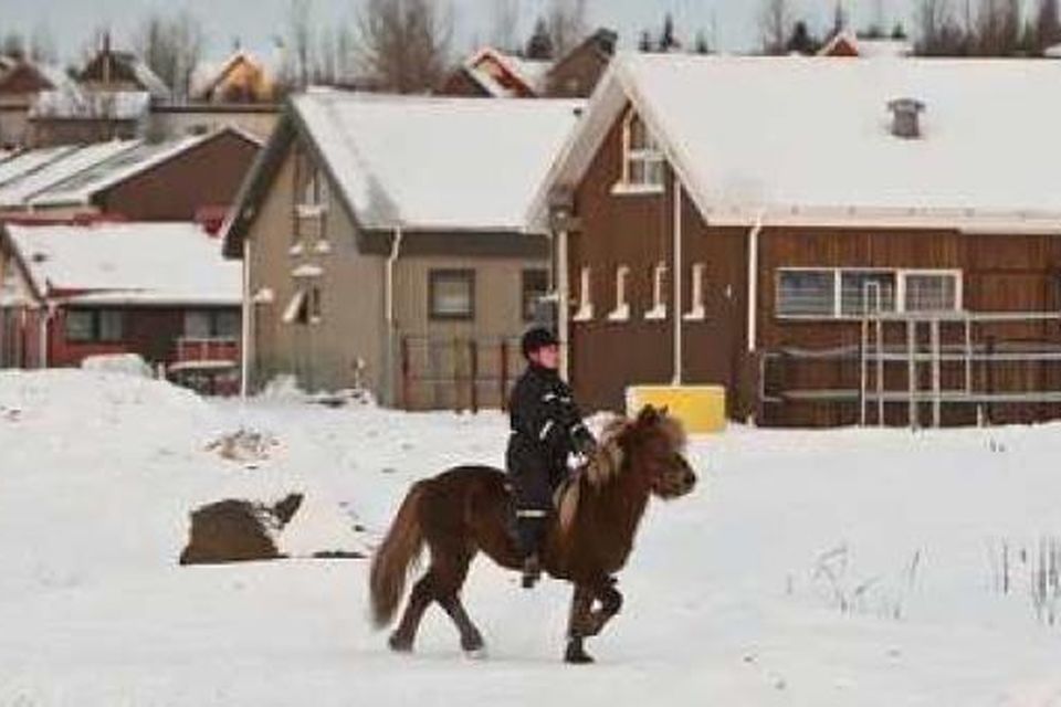 Guðlaugur Þór leggur til að fasteignaskattur á hesthús verði samræmdur í landinu.