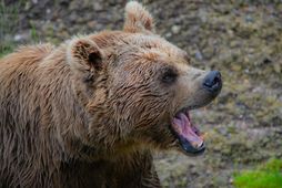 Svartbirnir eru mjög sterkir.