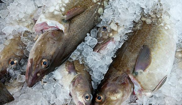 Birgðu sig upp af fiski vegna Brexit