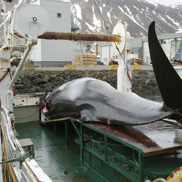 According to CEO of IP whaling company, minke whale meat is scarce in supermarkets.