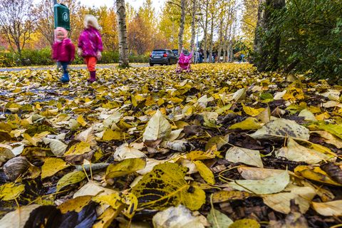 Autumn leaves at Laugardalur park, Reykjavik.