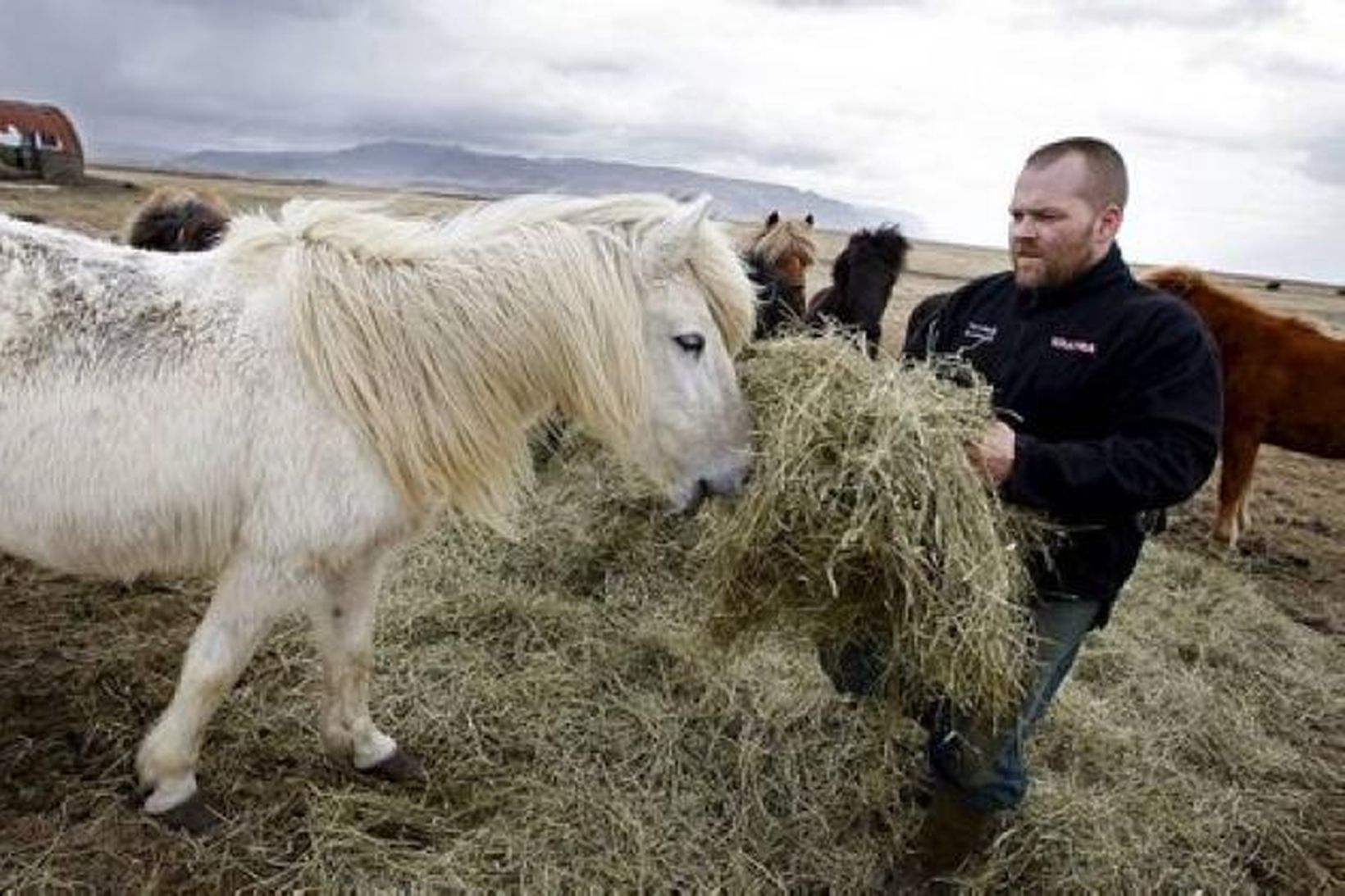 Bændur hafa áhyggjur af skepnum sínum, ekki síst hrossum á …