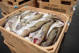 Samtök fyrirtækja í sjávarútvegi gagnrýna harðlega þá ákvörðun að auka aflaheimildir til strandveiða.