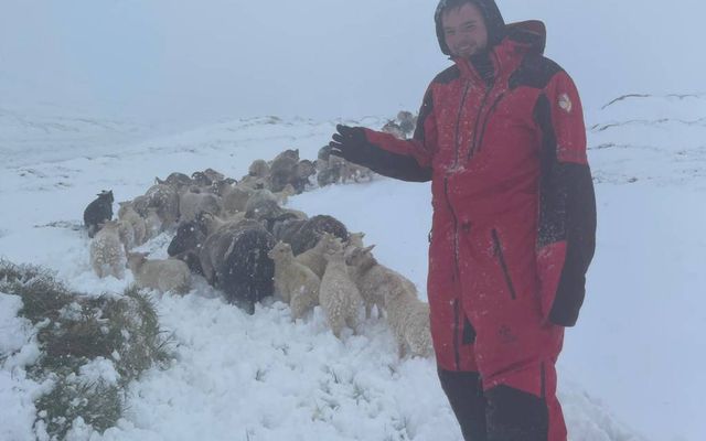 Running sheep in winter weather in spring this week.
