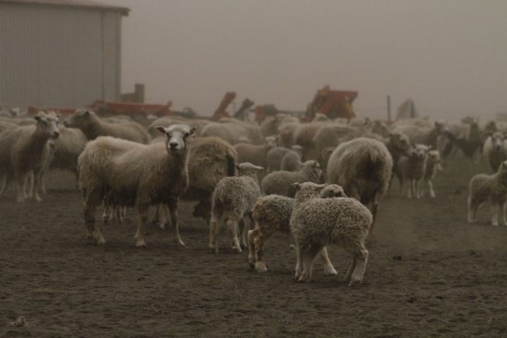 Sauðfé við bæinn Múlakot í dag.