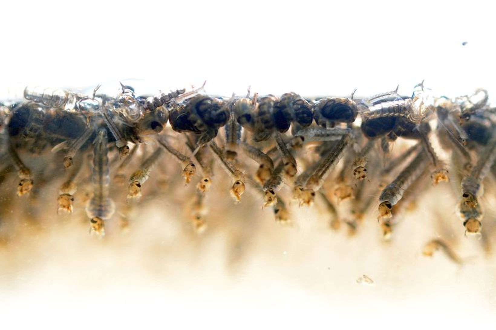 Lirfur Aedes aegypti moskítóflugunnar sem ber vírusinn.