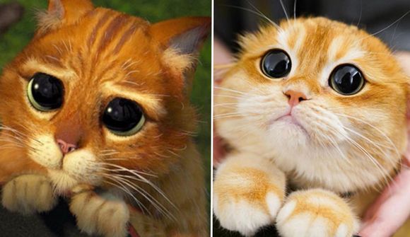 Tvífari stígvélaða kattarins vekur athygli