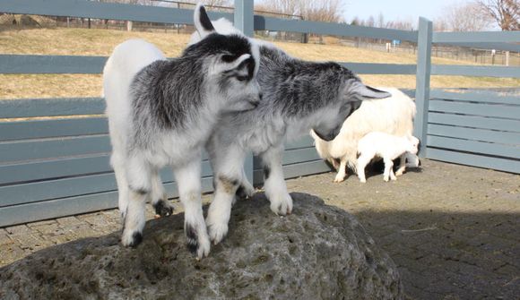 Þrettán kiðlingar komu í heiminn