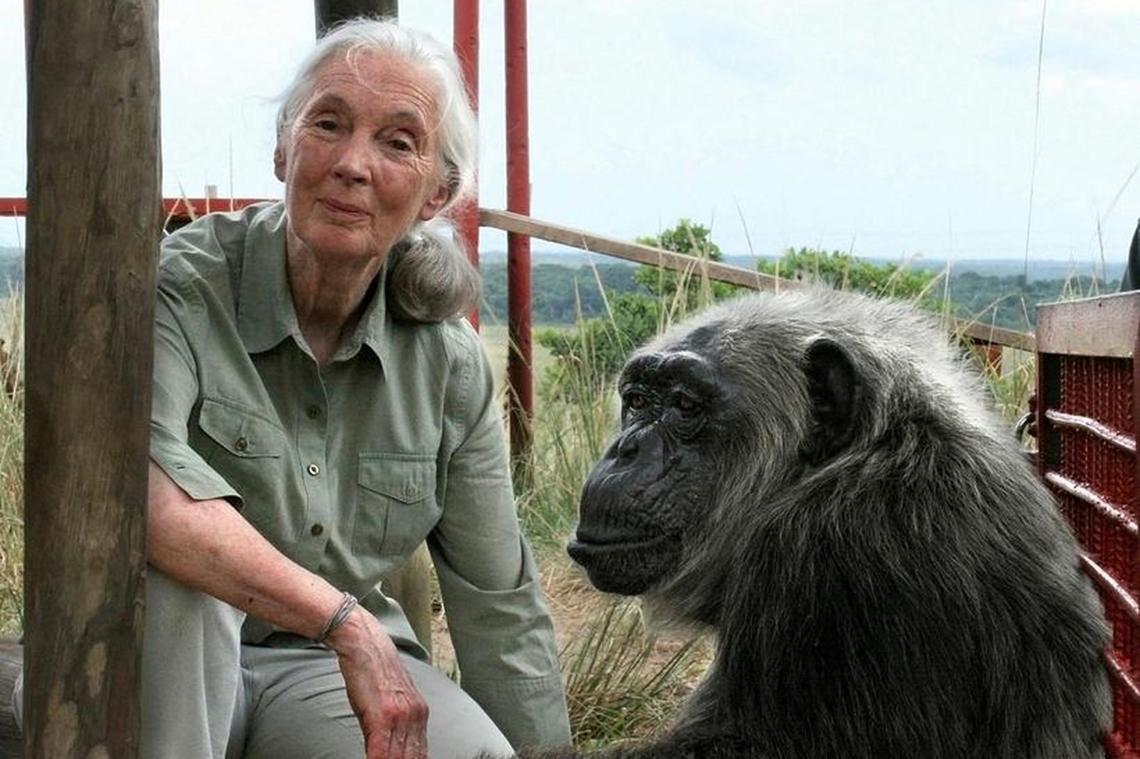Jane Goodall ásamt simpansanum LaVielle.