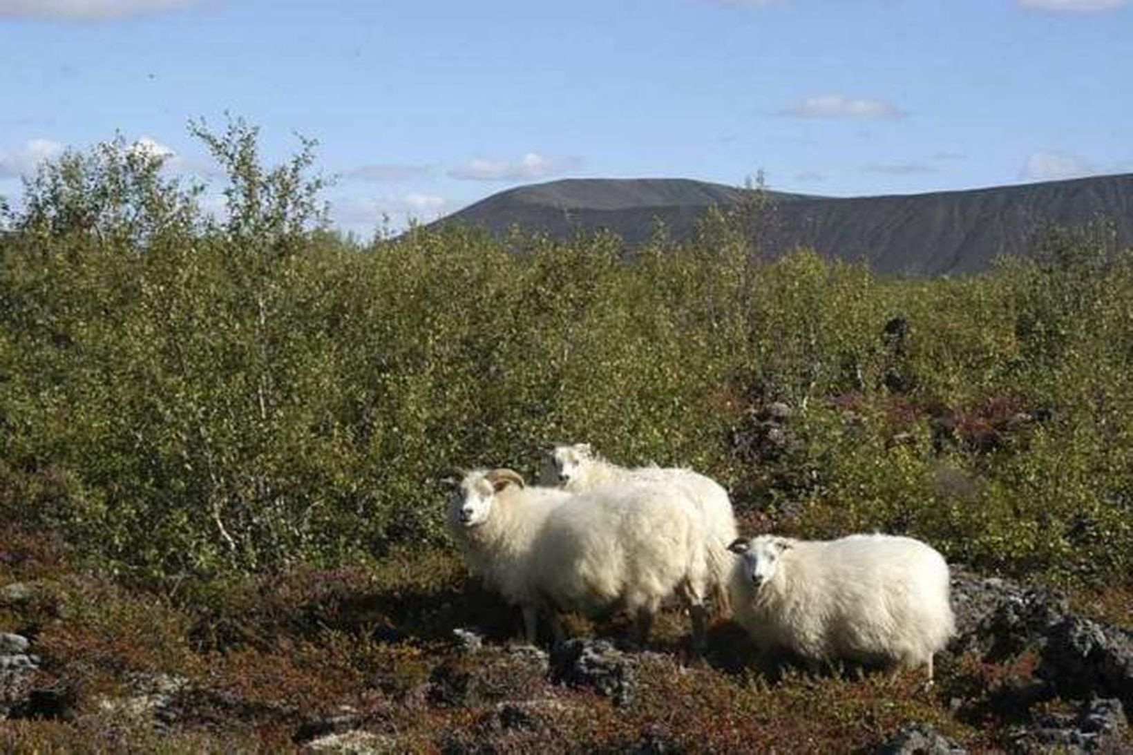 Vegna illviðrisspár hafa bændur nú farið á afrétti og smalað …