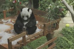 Giant pandas celebrate 17th birthday in Malaysia