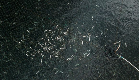 Segja mikinn dauðan fisk í kvíum fyrir austan
