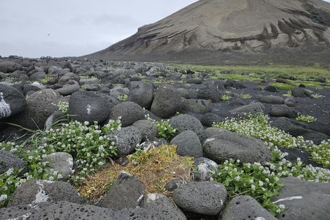 Hópurinn rannsakar og vaktar vistkerfi eyjunnar friðuðu.