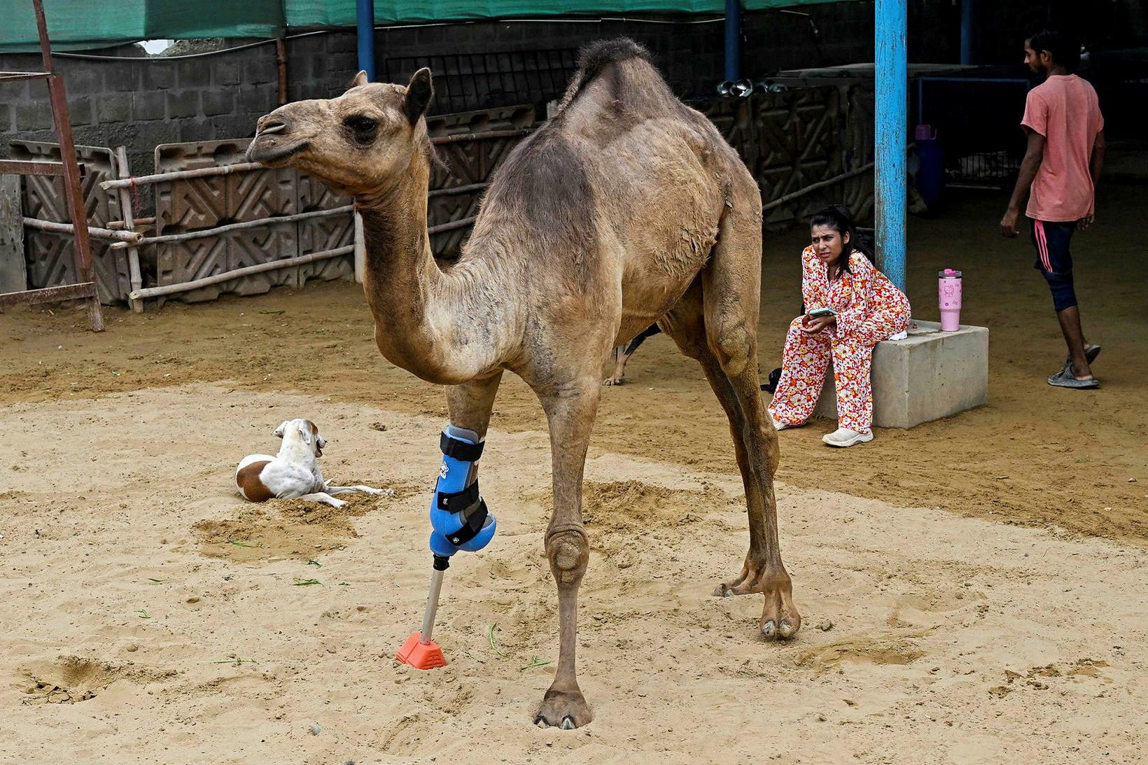 Úlfaldinn Cammie með nýja gervifótinn í Pakistan.