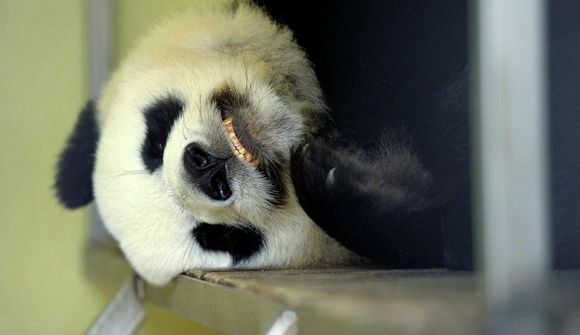 Pandan Huan Huan loksins ólétt