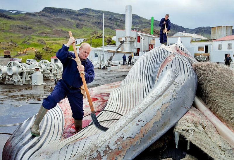 Whale being cut in Hvalfjörður fjord.