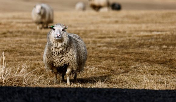 Töluverð umferð á Vesturlandi: Ekið á sauðfé 