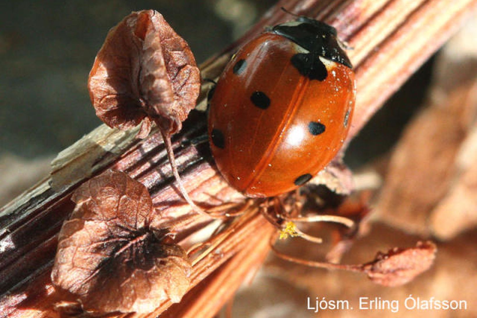 Sjödepla, Coccinella septempunctata, fundin í Hafnarfirði 14. október 2012.