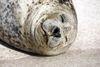 Runaway seal cub has been put down