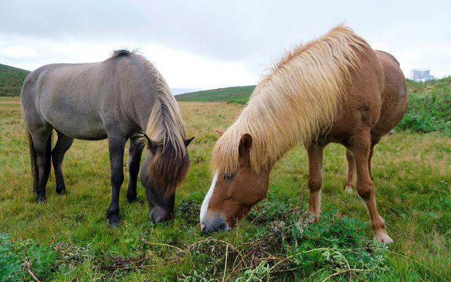 Stofnaður var starfshópur á vegum hrossabændadeildar BÍ til að fara yfir stöðu rannsókna á drómasýki …