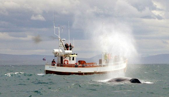 Yfir 300 þúsund stórhveli í N-Atlantshafi