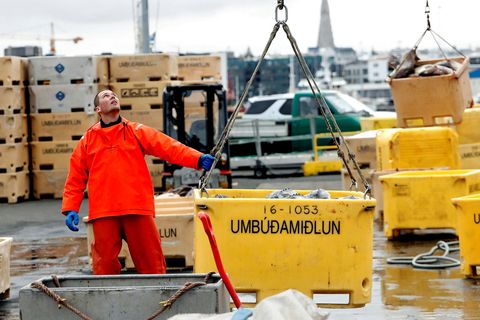 Löndun grásleppu við Reykjavíkurhöfn.