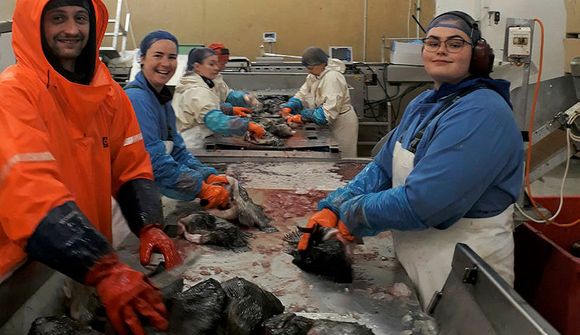 Grásleppan landshorna á milli